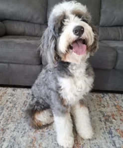 Birdie – Mehrgenerationen-Bernedoodle-Hündin | 20 kg | Verfügbar