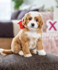 Mini-Multigen-Bernedoodle-Welpe | Apricot/Weiß | Verfügbar