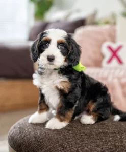 Miniatur-Bernedoodle-Welpe (mehrere Generationen) | Klassische Dreifarbigkeit | Verfügbar