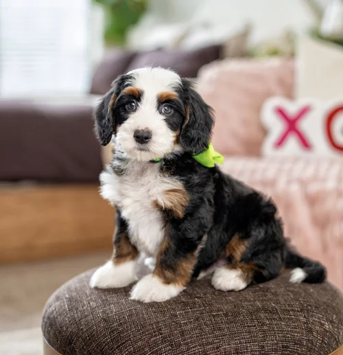 Miniatur-Bernedoodle-Welpe (mehrere Generationen) | Klassische Dreifarbigkeit | Verfügbar