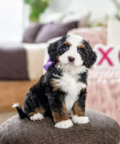 Miniatur-Bernedoodle-Welpe (mehrere Generationen) | Klassische Dreifarbigkeit | Verfügbar