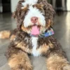 Bruno – Bernedoodle aus mehreren Generationen | 22,7 kg | Verfügbar