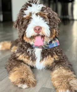 Bruno – Bernedoodle aus mehreren Generationen | 22,7 kg | Verfügbar
