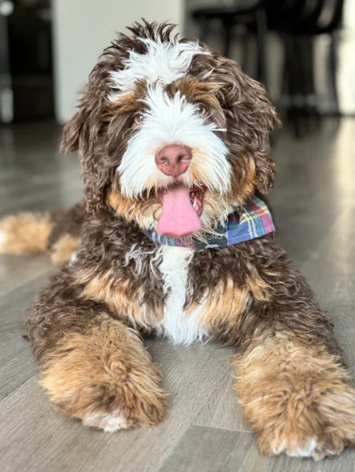 Bruno – Bernedoodle aus mehreren Generationen | 22,7 kg | Verfügbar