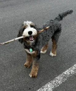 Scottie – Standard Ultra Multigen Bernedoodle-Hündin | 27 kg | Verfügbar