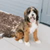 Murphy – Mini-Bernedoodle (mehrgenerationenübergreifend) in Zobeloptik | 13 kg | Verfügbar