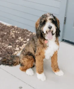 Murphy – Mini-Bernedoodle (mehrgenerationenübergreifend) in Zobeloptik | 13 kg | Verfügbar