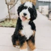 Ultra Bernedoodle-Hündin Riley | Verfügbar