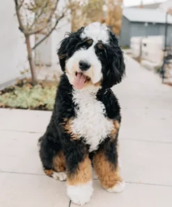 Ultra Bernedoodle-Hündin Riley | Verfügbar