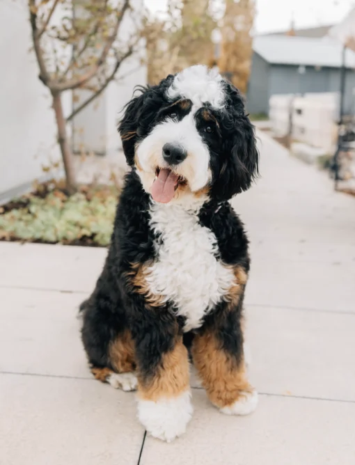 Ultra Bernedoodle-Hündin Riley | Verfügbar
