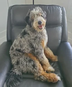 Bailey – Ultra Bernedoodle-Hündin | 27 kg | Verfügbar