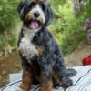 Harley Star – Ultra Bernedoodle-Hündin | 18,6 kg | Verfügbar