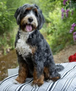 Harley Star – Ultra Bernedoodle-Hündin | 18,6 kg | Verfügbar