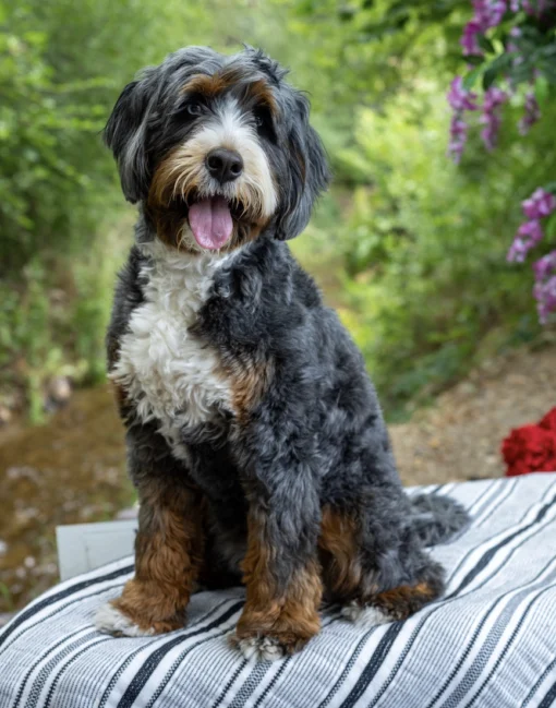 Harley Star – Ultra Bernedoodle-Hündin | 18,6 kg | Verfügbar