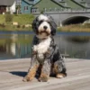 Brandon – Multigen Ultra Bernedoodle | 19 kg | Verfügbar
