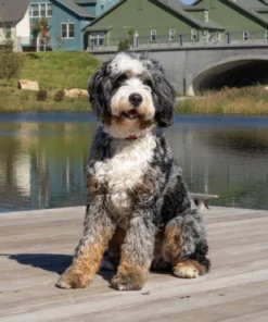 Brandon – Multigen Ultra Bernedoodle | 19 kg | Verfügbar