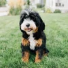 Teddy – Micro Bernedoodle | 8 kg | Verfügbar