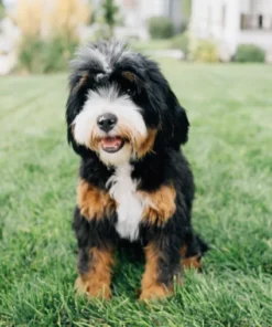 Teddy – Micro Bernedoodle | 8 kg | Verfügbar