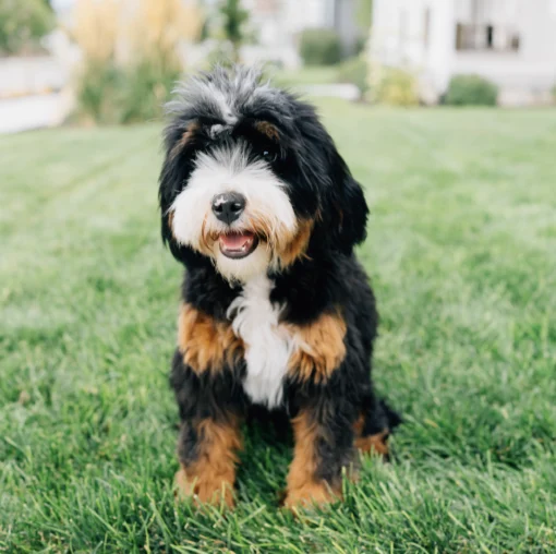 Teddy – Micro Bernedoodle | 8 kg | Verfügbar