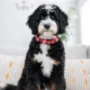 Sadie – Ultra Bernedoodle-Hündin | 27 kg | Verfügbar