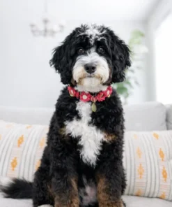 Sadie – Ultra Bernedoodle-Hündin | 27 kg | Verfügbar