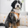 Bella – Ultra-Bernedoodle-Hündin (mehrere Generationen) | 18 kg | Verfügbar