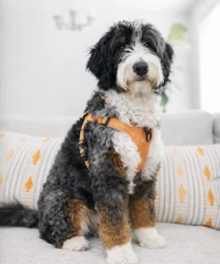 Bella – Ultra-Bernedoodle-Hündin (mehrere Generationen) | 18 kg | Verfügbar