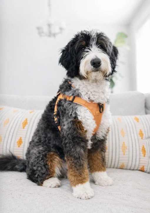 Bella – Ultra-Bernedoodle-Hündin (mehrere Generationen) | 18 kg | Verfügbar