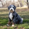Bo Peep – Ultra Multigen Bernedoodle-Hündin (16 kg) | Verfügbar