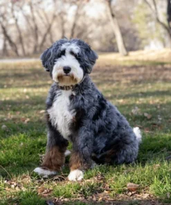 Bo Peep – Ultra Multigen Bernedoodle-Hündin (16 kg) | Verfügbar