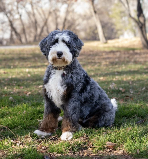 Bo Peep – Ultra Multigen Bernedoodle-Hündin (16 kg) | Verfügbar