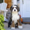 Lainey Daisy – Mini Ultra Multigen Bernedoodle-Hündin | Verfügbar