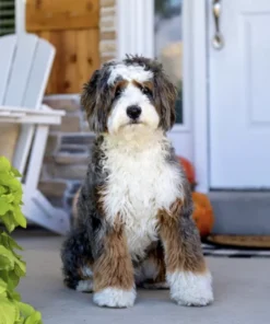 Lainey Daisy – Mini Ultra Multigen Bernedoodle-Hündin | Verfügbar