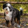 Lana – Mini Multigen Bernedoodle-Hündin | Verfügbar