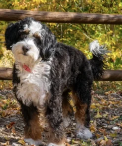 Lana – Mini Multigen Bernedoodle-Hündin | Verfügbar