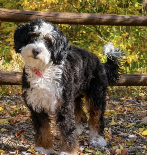 Lana – Mini Multigen Bernedoodle-Hündin | Verfügbar
