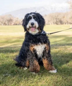 Ultra Bernedoodle-Hündin | 20 kg | Zur Adoption freigegeben