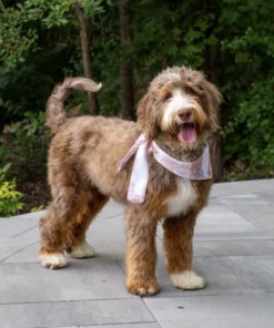 Oakley – Mittelgroße Bernedoodle-Hündin (mehrere Generationen) | Verfügbar