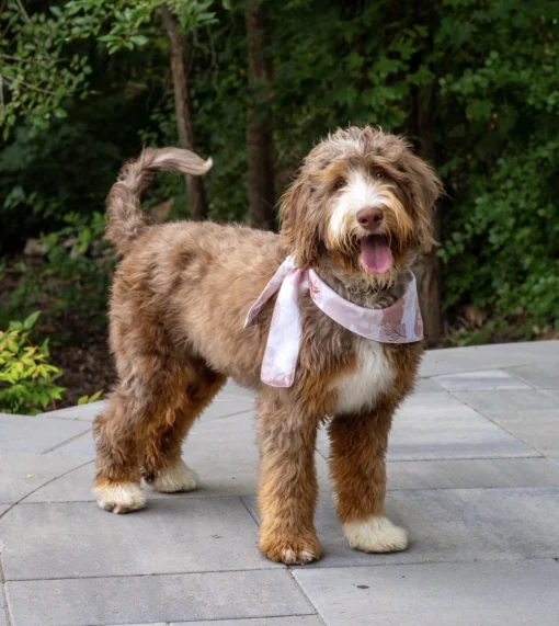 Oakley – Mittelgroße Bernedoodle-Hündin (mehrere Generationen) | Verfügbar