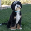 Biggie – Micro Mini Multigenerational Bernedoodle | 8 kg | Verfügbar