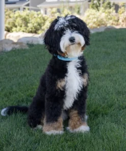 Biggie – Micro Mini Multigenerational Bernedoodle | 8 kg | Verfügbar