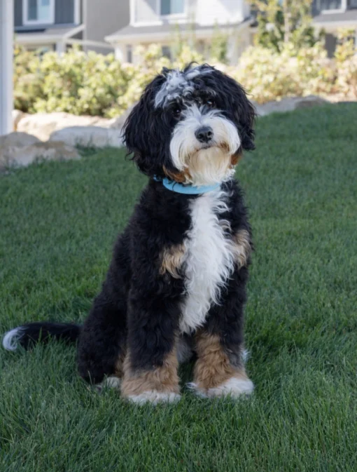 Biggie – Micro Mini Multigenerational Bernedoodle | 8 kg | Verfügbar