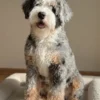 Smokey – Multigenerationeller Ultra Mini Bernedoodle | 16 kg | Verfügbar