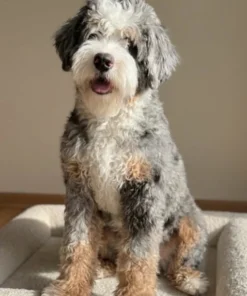 Smokey – Multigenerationeller Ultra Mini Bernedoodle | 16 kg | Verfügbar