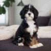 Doc – Munchkin Bernedoodle | 4 kg | Verfügbar