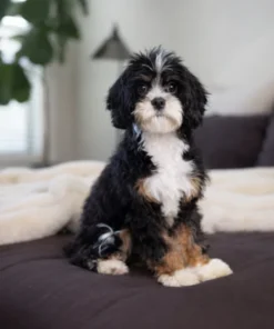 Doc – Munchkin Bernedoodle | 4 kg | Verfügbar