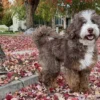 Boone – Mittelgroßer Bernedoodle aus mehreren Generationen | 29 kg | Verfügbar