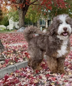 Boone – Mittelgroßer Bernedoodle aus mehreren Generationen | 29 kg | Verfügbar
