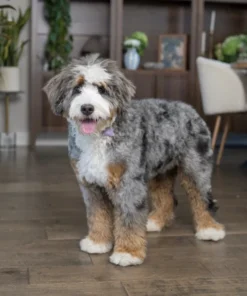 Ultra Bernedoodle-Hündin Greta Bella Bean | Verfügbar